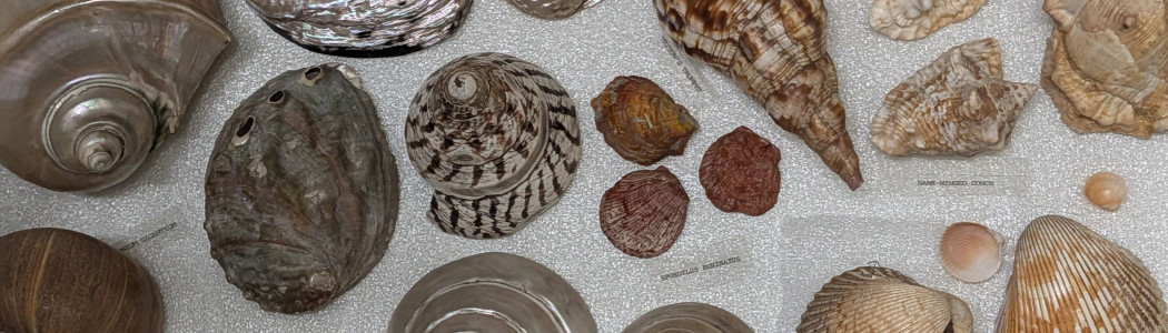shells in drawer
