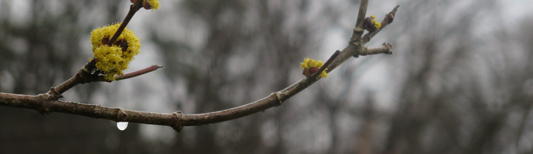 stark parks silk photo crop banner